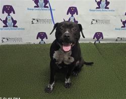 Shelter Stray Male Dog last seen , Orlando, FL 32839