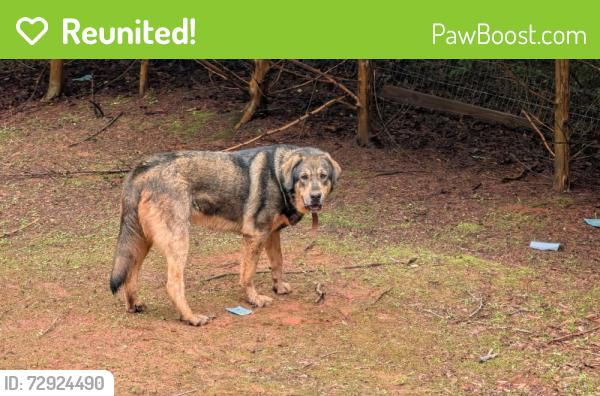 Reunited Female Dog last seen Near Country Club Rd, Greer, SC 29651, USA, Greer, SC 29651