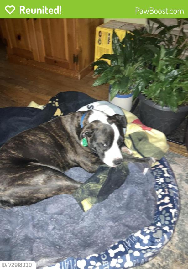 Reunited Female Dog last seen Number 5 police station, Pittsburgh, PA 15206