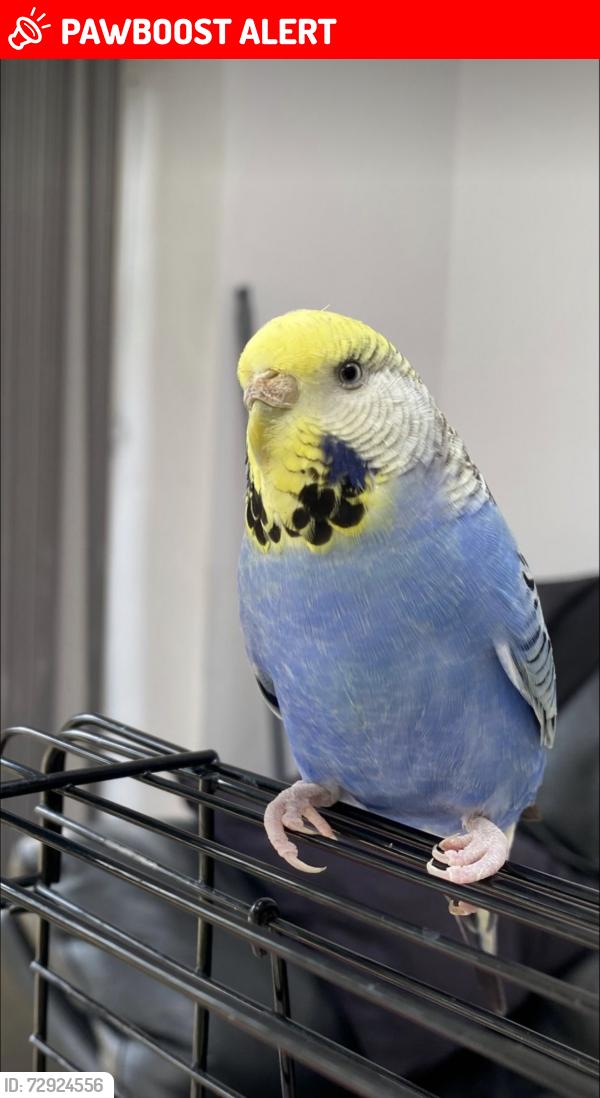Lost Female Bird last seen purcell road, greenford , Greater London, England UB6