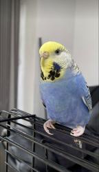 Lost Female Bird last seen purcell road, greenford , Greater London, England UB6