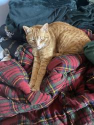 Lost Male Cat last seen 30th Ave SW and SW Holden , Seattle, WA 98126