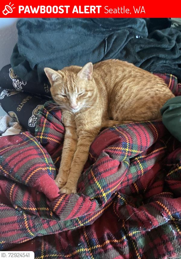 Lost Male Cat last seen 30th Ave SW and SW Holden , Seattle, WA 98126