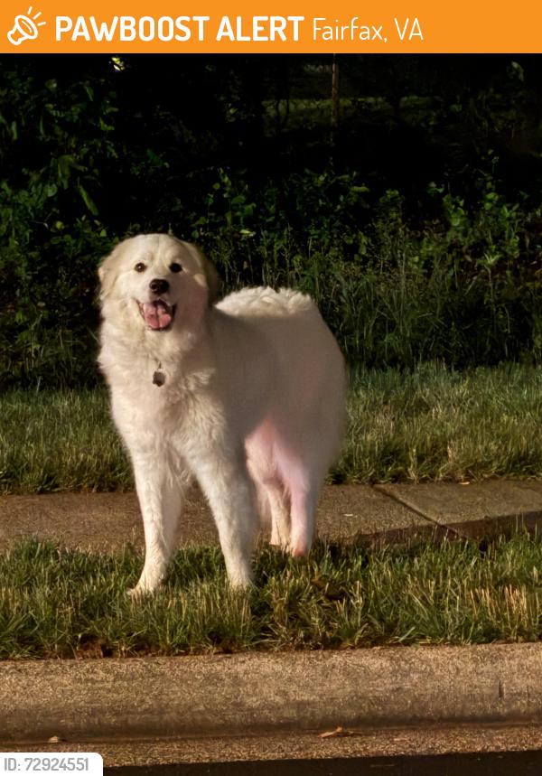 Found/Stray Unknown Dog last seen Intersection between Route 50 & Muirfield Ln heading towards Stringfellow Rd through the International Country Club Golf Course area, Fairfax, VA 22033