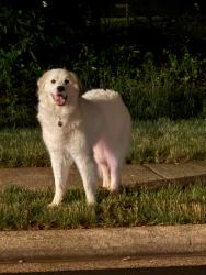 Found/Stray Unknown Dog last seen Intersection between Route 50 & Muirfield Ln heading towards Stringfellow Rd through the International Country Club Golf Course area, Fairfax, VA 22033