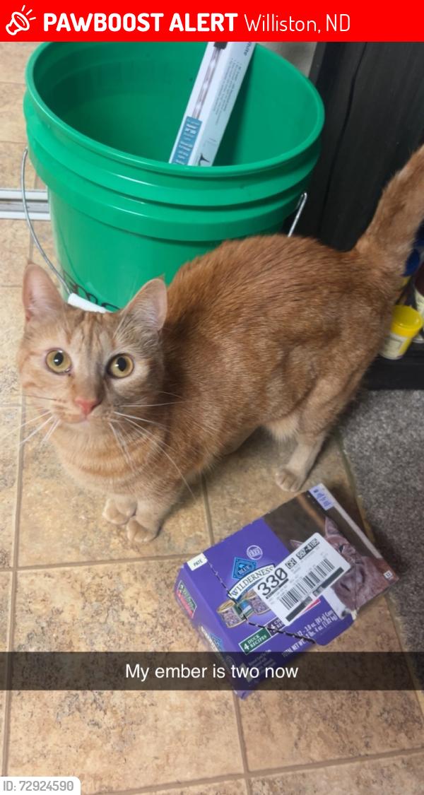 Lost Female Cat last seen Elk reserve apmts, Williston, ND 58801