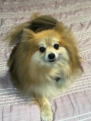 Reunited Male Dog last seen Hwy 81 and hwy 162 porterdale ga, Porterdale, GA 30016