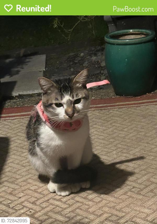 Reunited Unknown Cat last seen 198th street , Shoreline, WA 98133