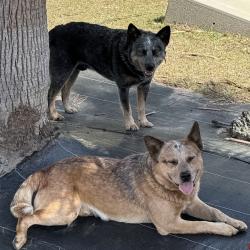 Reunited Male Dog last seen Chaffee Rd N, Jacksonville, FL 32220, USA, Jacksonville, FL 32220