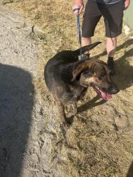 Reunited Male Dog last seen Elizabeth Lake Rd Day Use, Lake Hughes, CA 93532