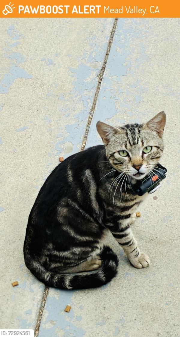 Found/Stray Male Cat last seen Hicks st Perris California , Mead Valley, CA 92570