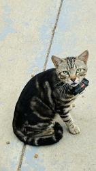 Found/Stray Male Cat last seen Hicks st Perris California , Mead Valley, CA 92570