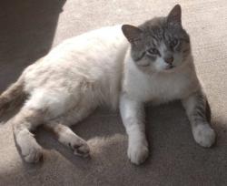 Reunited Male Cat last seen Kerr, Springfield, MO 65803