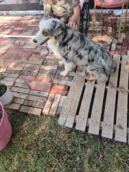 Found/Stray Male Dog last seen council rd, Newcastle, OK 73065
