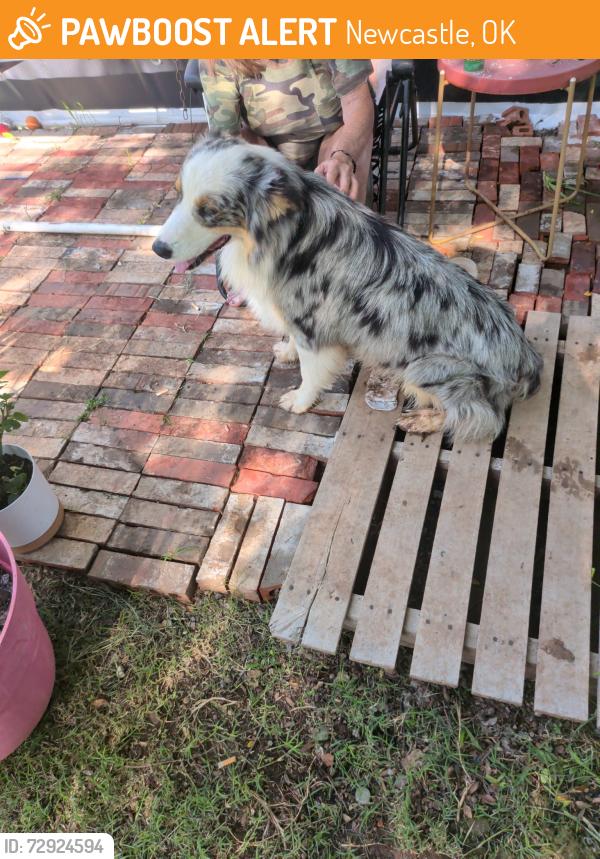 Found/Stray Male Dog last seen council rd, Newcastle, OK 73065