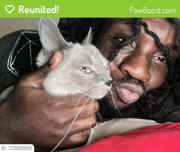 Reunited Female Cat last seen Near & Boston road, right by morris High school, The Bronx, NY 10456
