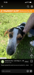 Lost Female Dog last seen 89th walker , Oklahoma City, OK 73139