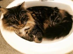 Reunited Female Cat last seen Austin Bluffs and Dublin, Colorado Springs, CO 80923