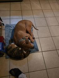 Lost Male Dog last seen Near east church street marshallville ohio, Marshallville, OH 44645