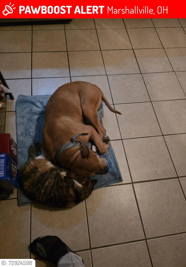Lost Male Dog last seen Near east church street marshallville ohio, Marshallville, OH 44645