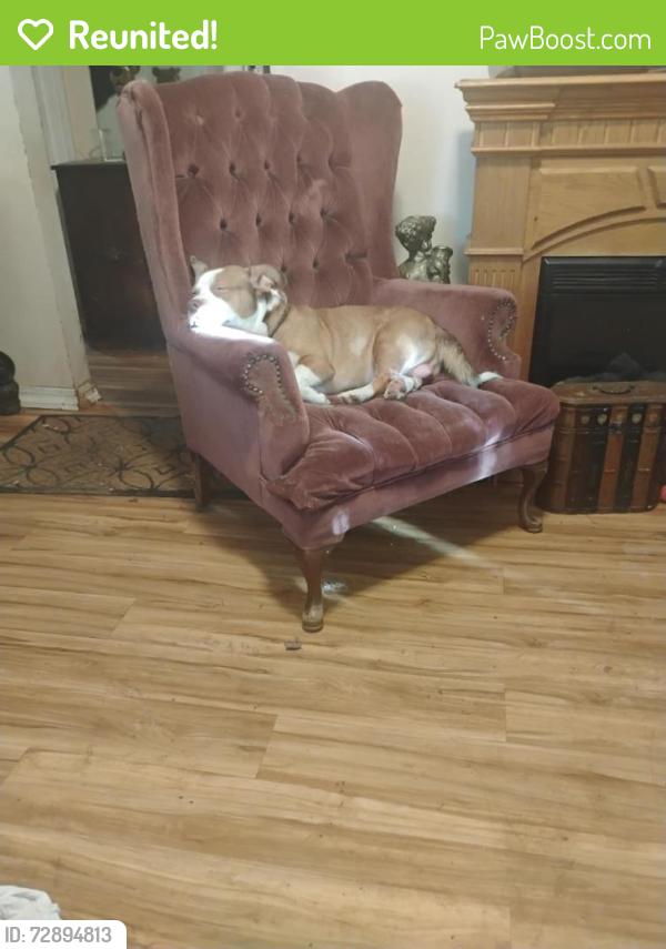 Reunited Male Dog last seen 'D'st and Center st, Salem, OR 97301