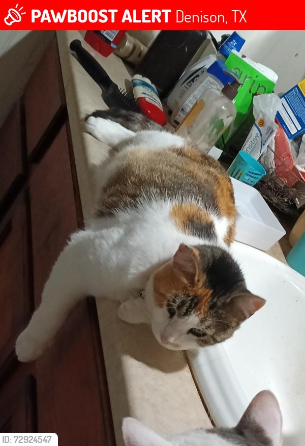 Lost Female Cat last seen Hull St and Austin Ave, Denison, TX 75020