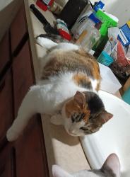 Lost Female Cat last seen Hull St and Austin Ave, Denison, TX 75020