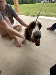 Reunited Female Dog last seen Do not know, Oscar Gammon Rd, NC 27302