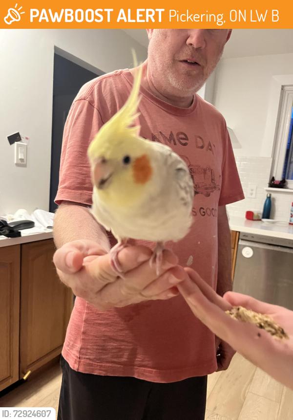 Found/Stray Unknown Bird last seen Bay ridges , Pickering, ON L1W 1B7