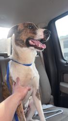 Reunited Female Dog last seen Near Longford Dr, Fort Worth, TX 76116, USA, Fort Worth, TX 76116