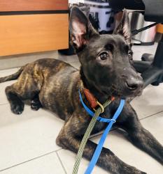 Found/Stray Female Dog last seen Arena St , Little Falls , Little Falls Township, NJ 07424