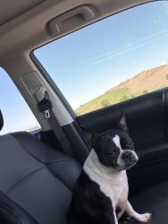 Reunited Female Dog last seen meridian and 53rd, Wichita, KS 67204
