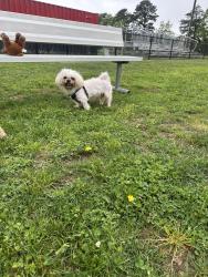 Reunited Male Dog last seen Patchogue , Medford, NY 11763