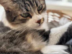 Lost Female Cat last seen Skate Park, Austin, TX 78723