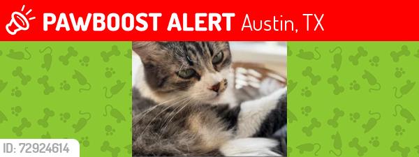 Lost Female Cat last seen Skate Park, Austin, TX 78723