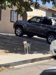 Found/Stray Male Dog last seen Pinetree and brownwood, Whitney, NV 89122
