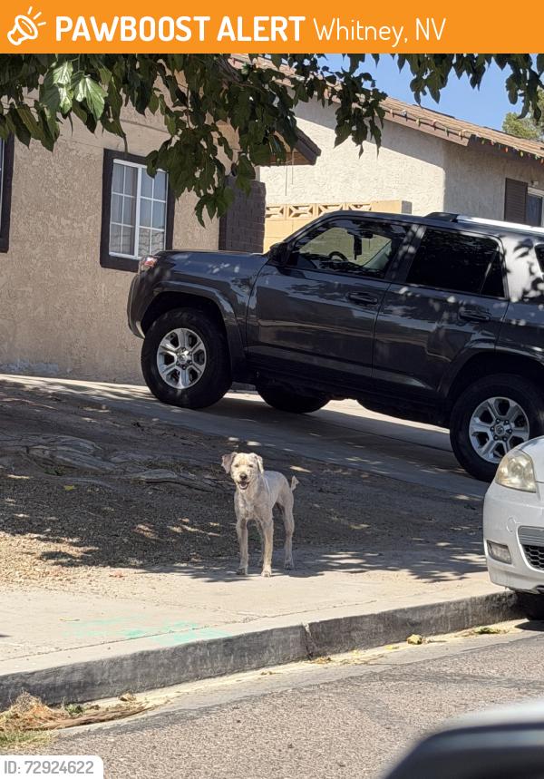 Found/Stray Male Dog last seen Pinetree and brownwood, Whitney, NV 89122