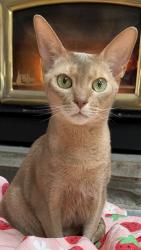 Reunited Male Cat last seen Babcock blvd, Gibsonia, PA 15044