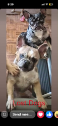Lost Female Dog last seen Trinity ln , Florissant, MO 63031