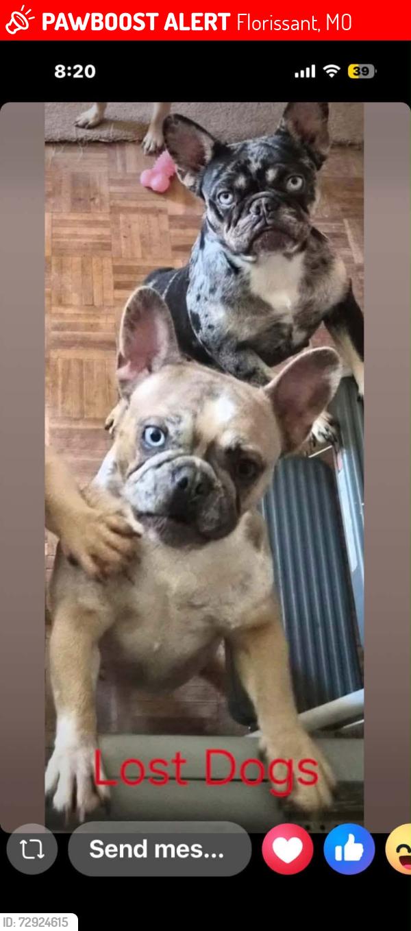 Lost Female Dog last seen Trinity ln , Florissant, MO 63031