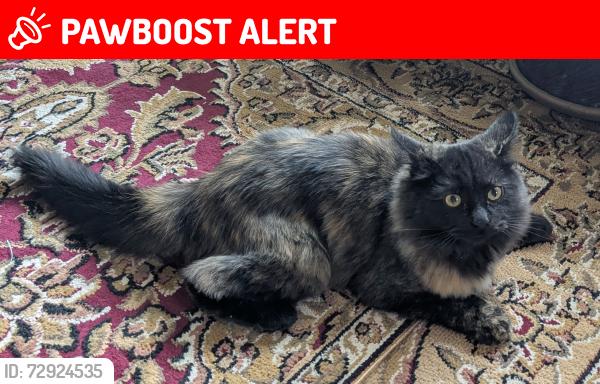 Lost Female Cat last seen Old farm, Starwatch2 Austin Bluffs and Stetson hills, Colorado Springs, CO 80917