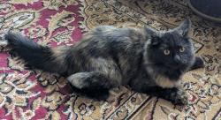 Lost Female Cat last seen Old farm, Starwatch2 Austin Bluffs and Stetson hills, Colorado Springs, CO 80917