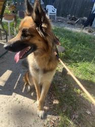 Reunited Female Dog last seen Lone Oak Park, Antelope, CA 95843