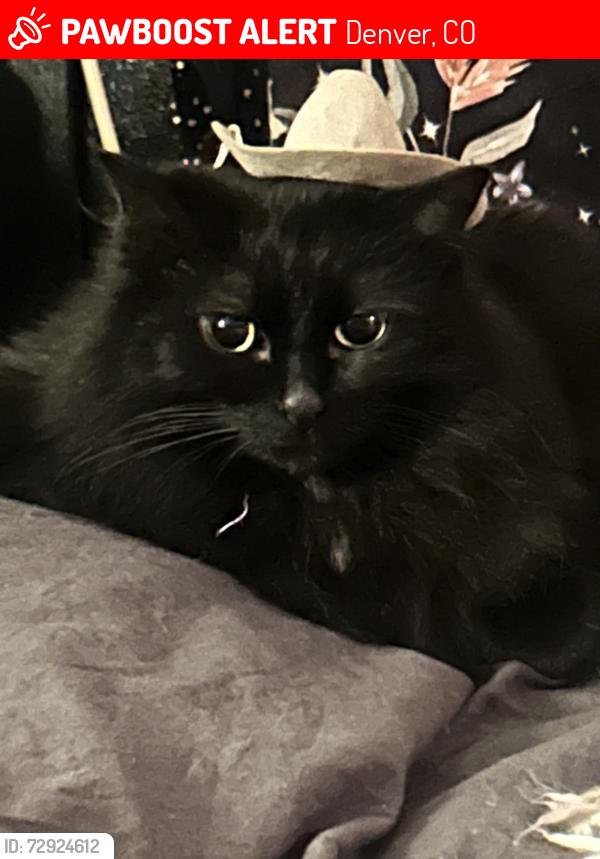 Lost Female Cat last seen 88th avenue , Denver, CO 80229