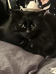 Lost Female Cat last seen 88th avenue , Denver, CO 80229