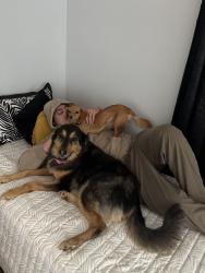 Reunited Female Dog last seen Near E Indian Rock Rd, Vista, CA 92084, USA, Vista, CA 92084