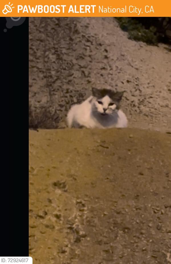 Found/Stray Unknown Cat last seen By the old hometown buffet , National City, CA 91950
