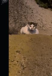 Found/Stray Unknown Cat last seen By the old hometown buffet , National City, CA 91950