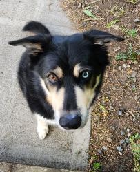 Reunited Male Dog last seen 7th and Sheridan , Tacoma, WA 98402