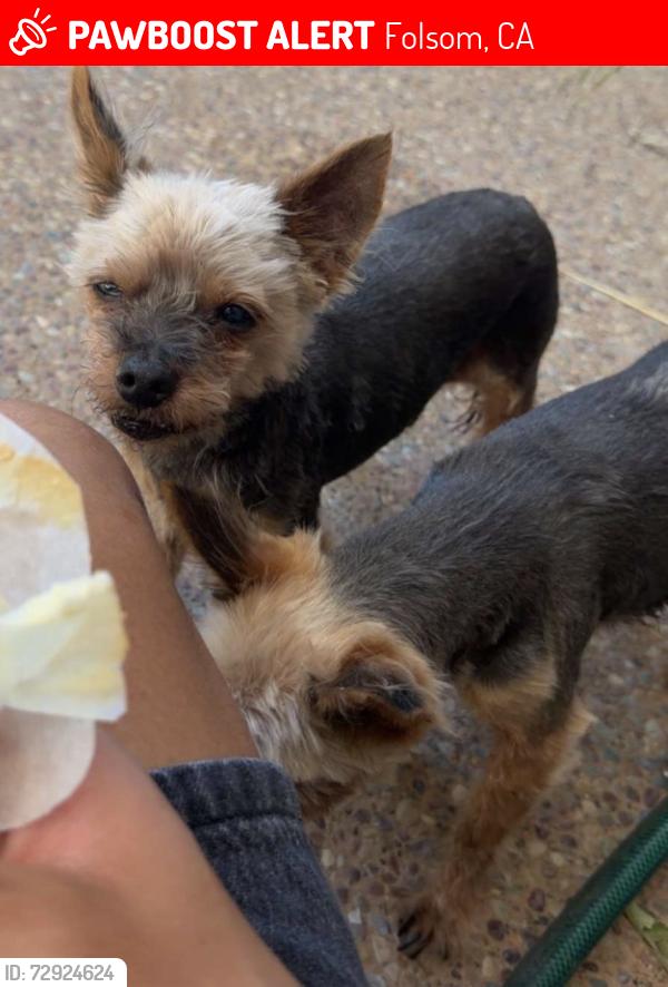 Lost Male Dog last seen Patrick Circle , Folsom, CA 95630